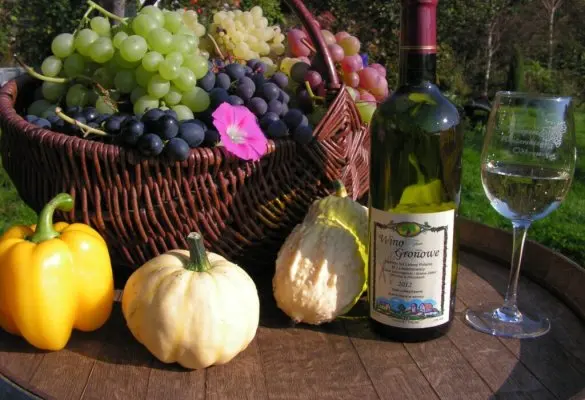 Winnica na Leśnej Polanie – gdzie wino dojrzewa w rytmie natury
