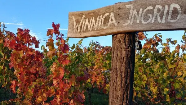 Winnica Ingrid: Doświadczenie i winiarska przestrzeń