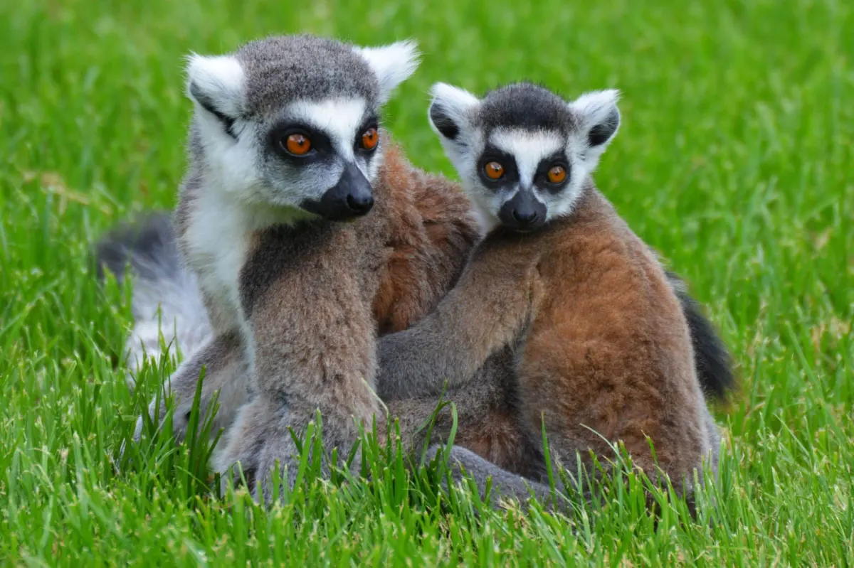 Cottbus Zoo i Fabryka Czekolady